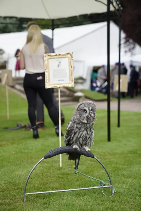 Owl perched at an outdoor wedding event