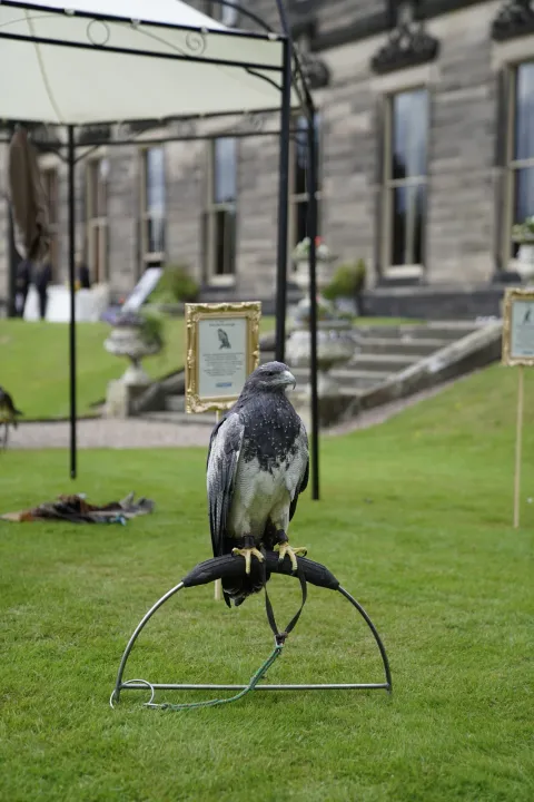 Bird of prey display outside a country house
