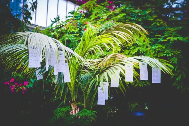 Hanging cards among tropical foliage